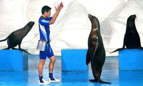青岛极地海洋世界小海豹的精彩表演