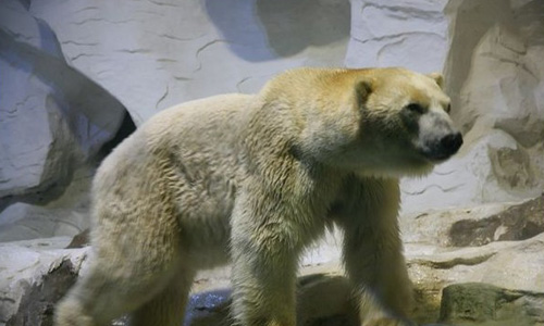 青岛极地海洋世界的北极熊
